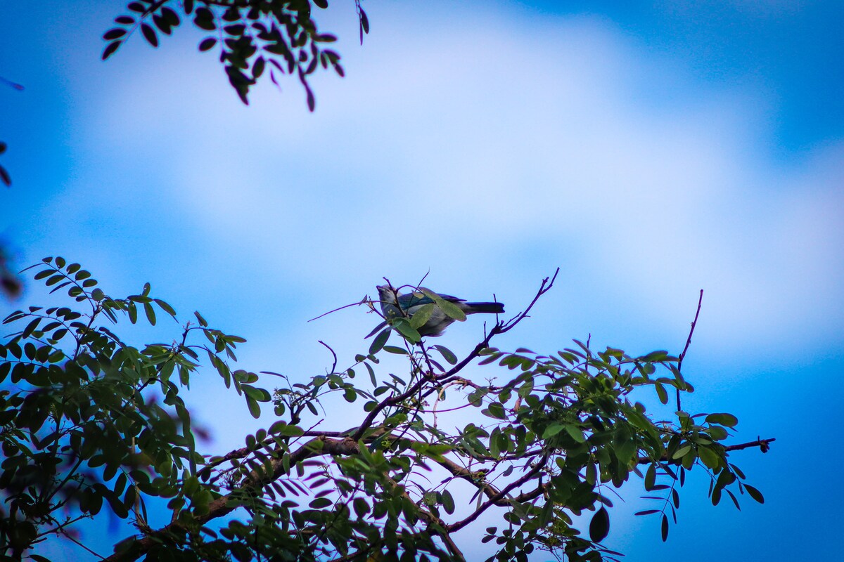 Shared backyard image 2 at Habitación #1 Colibrí in David