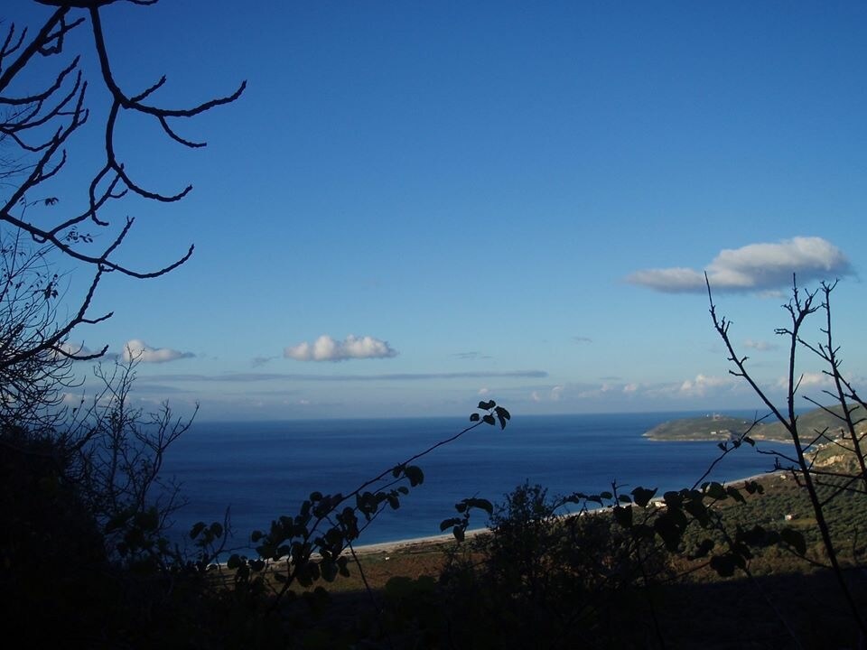 An expansive view of the ocean is captured, framed by silhouettes of branches and shrubs. The horizon features a seamless blend of blue water and sky, with a few scattered clouds. The coastline extends into the distance, suggesting a tranquil beach nearby.
