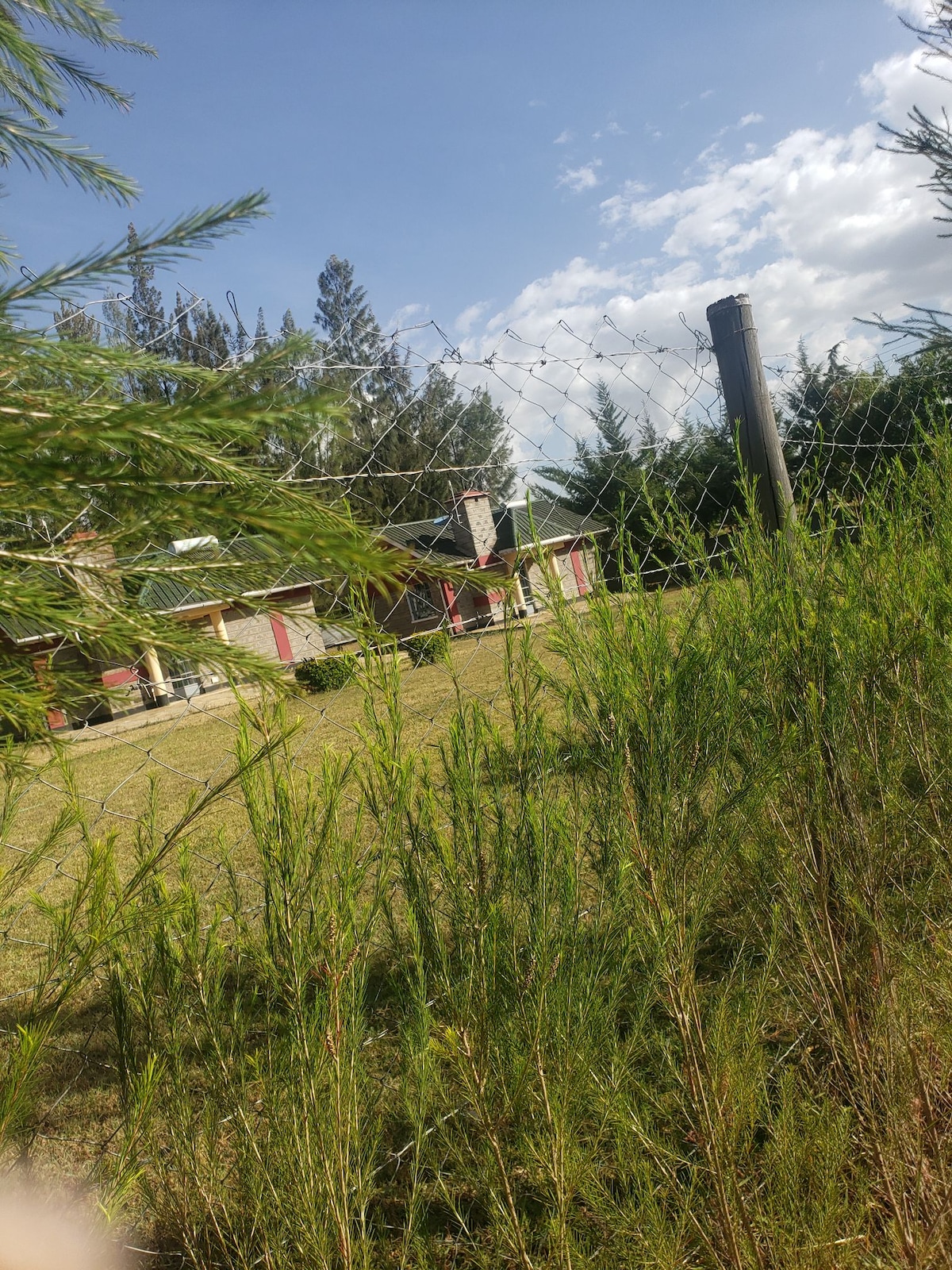 A lush green lawn is framed by tall grass and a wire fence, with a glimpse of a building partially visible in the background. The landscape is dotted with trees under a clear sky, showcasing a relaxed and natural setting.