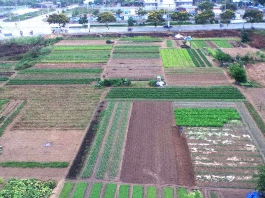 neighbor's vegetable garden