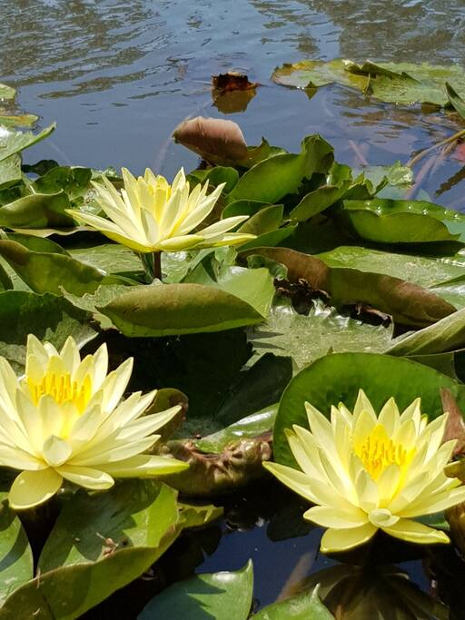 Lillies on the River.