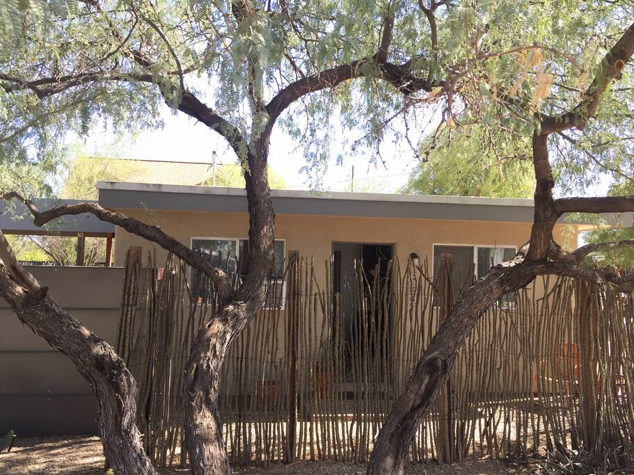 Ocotillo cacti fence surrounds front patio.