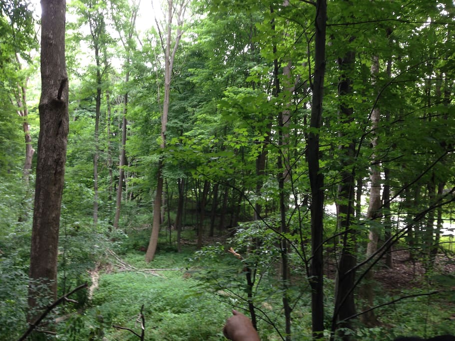 Lovely wooded area behind the house