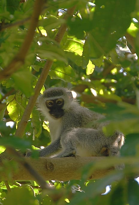 From the windows you can observe a great variety of birds as well as regular visitors such as this little fellow.