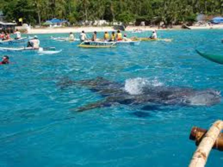whale shark