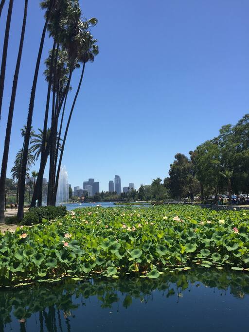 Lotus season!