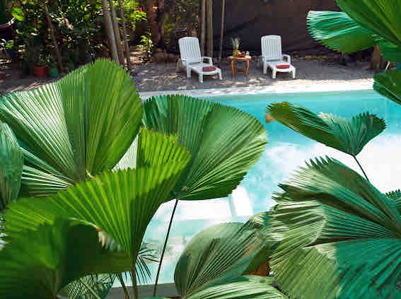 Lush green palm leaves frame a serene pool area, with two white lounge chairs positioned nearby. A small side table complements the scene, inviting relaxation in a tranquil outdoor environment surrounded by nature.
