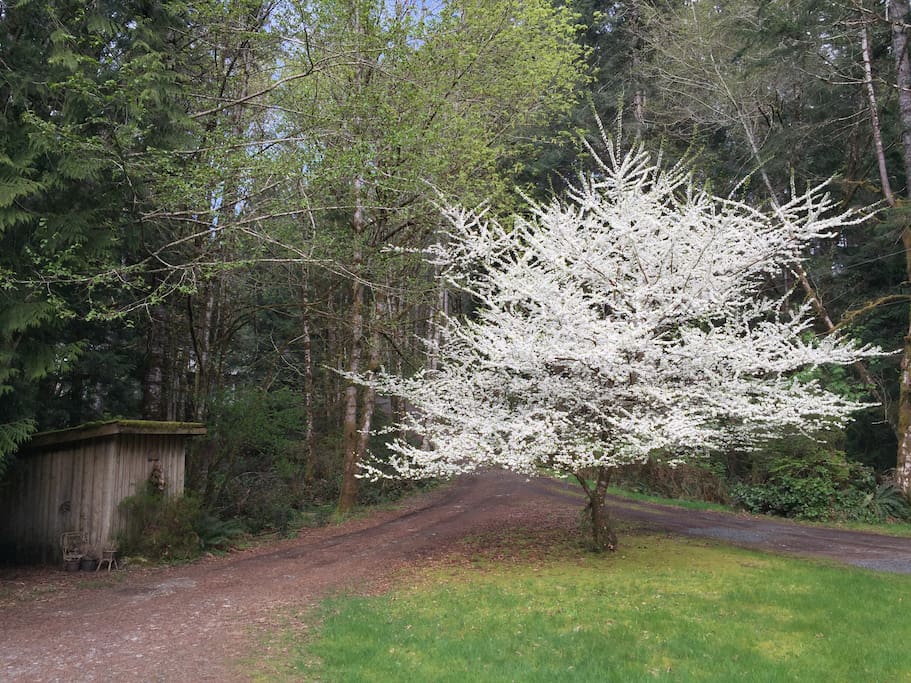 Spring in bloom - view from the front door