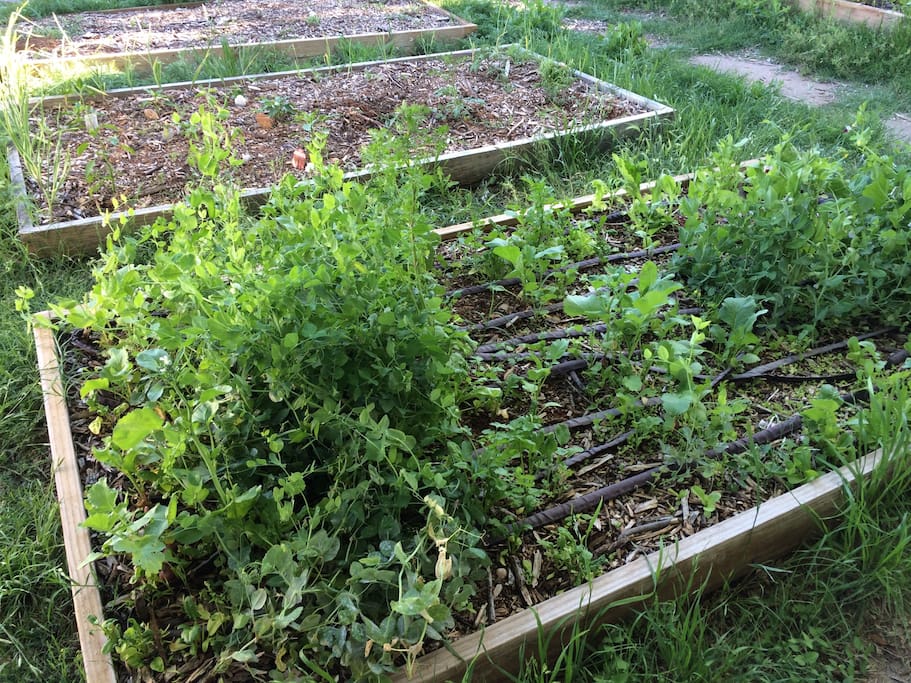 front yard garden, aka "yarden"