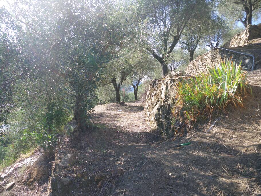 Plenty of terraces to stroll around under a canopy of olives.