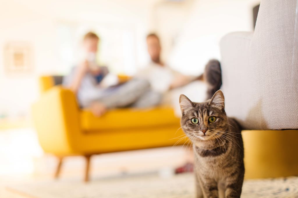Resident cat 'BR' has her own door and electronic collar. You will find her tormenting butterflies, chasing anything that moves (including frisbees) and she will happily walk with you down to the mailbox or through the woods.
