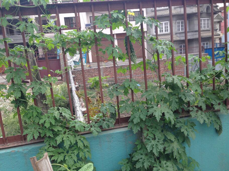 Kitchen garden