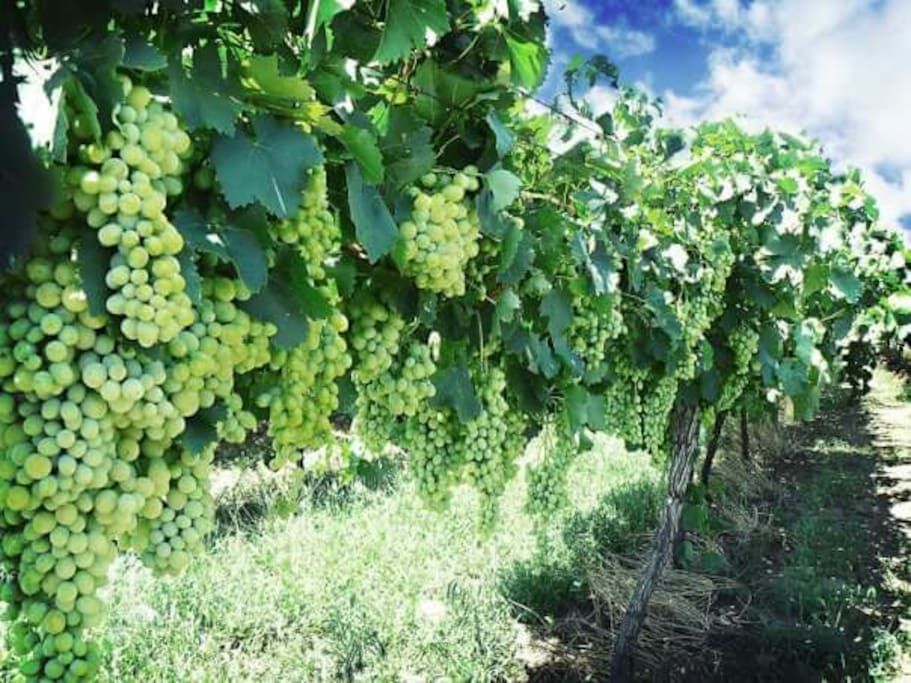 And enjoy fresh grapes right off the vines (when in season)