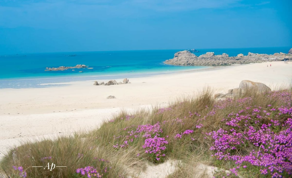 A sandy beach stretches into the distance, bordered by vibrant purple flowers and grassy terrain. Calm turquoise waters meet a clear blue sky, with rocky formations visible offshore. The serene landscape invites relaxation and exploration, creating a natural, coastal environment.