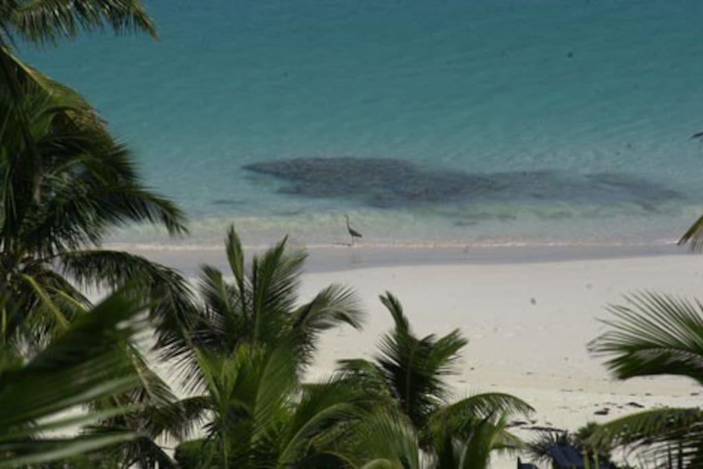Spectacular pink sand beach