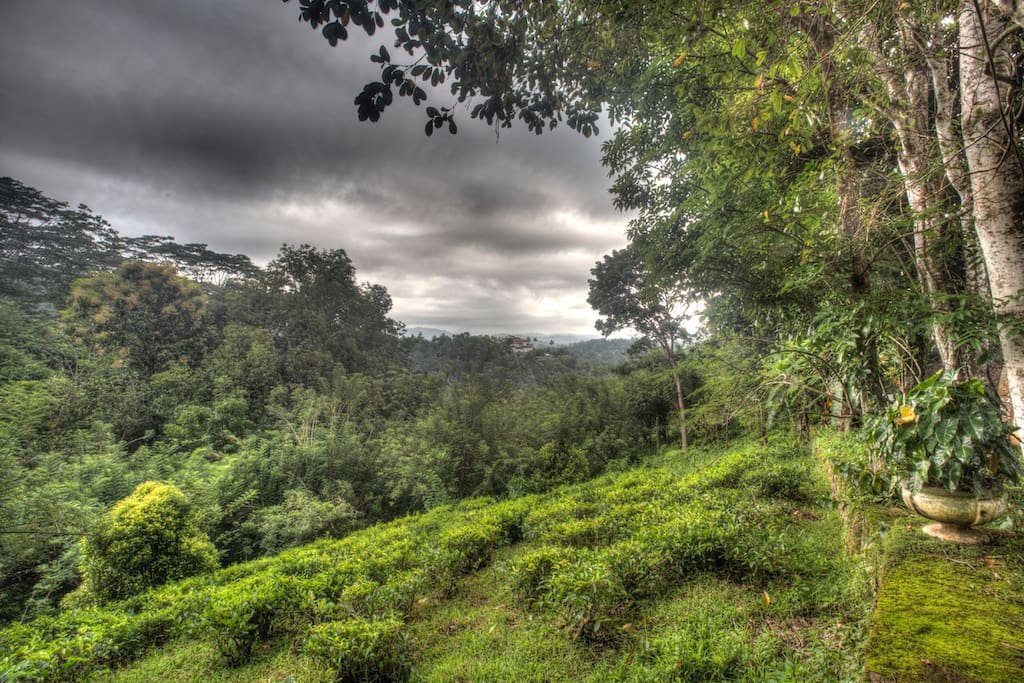 Unbelievable surrounding - tea estate