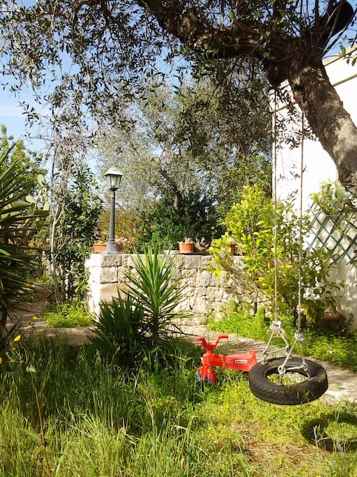 Olive grove