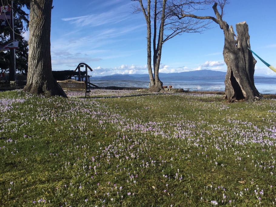 Crocus carpet in early Spring