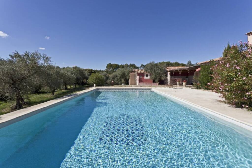 Piscine 6X12 entourés d'oliviers