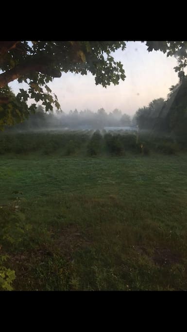 misty morning berries