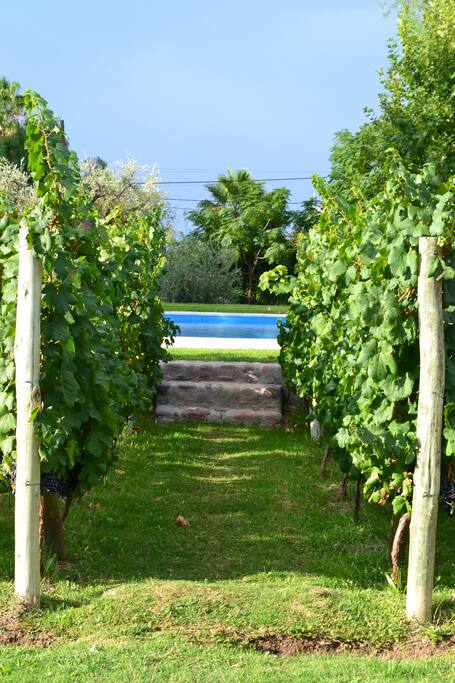 Podrás caminar entre los viñedos que rodean la piscina y las habitaciones.