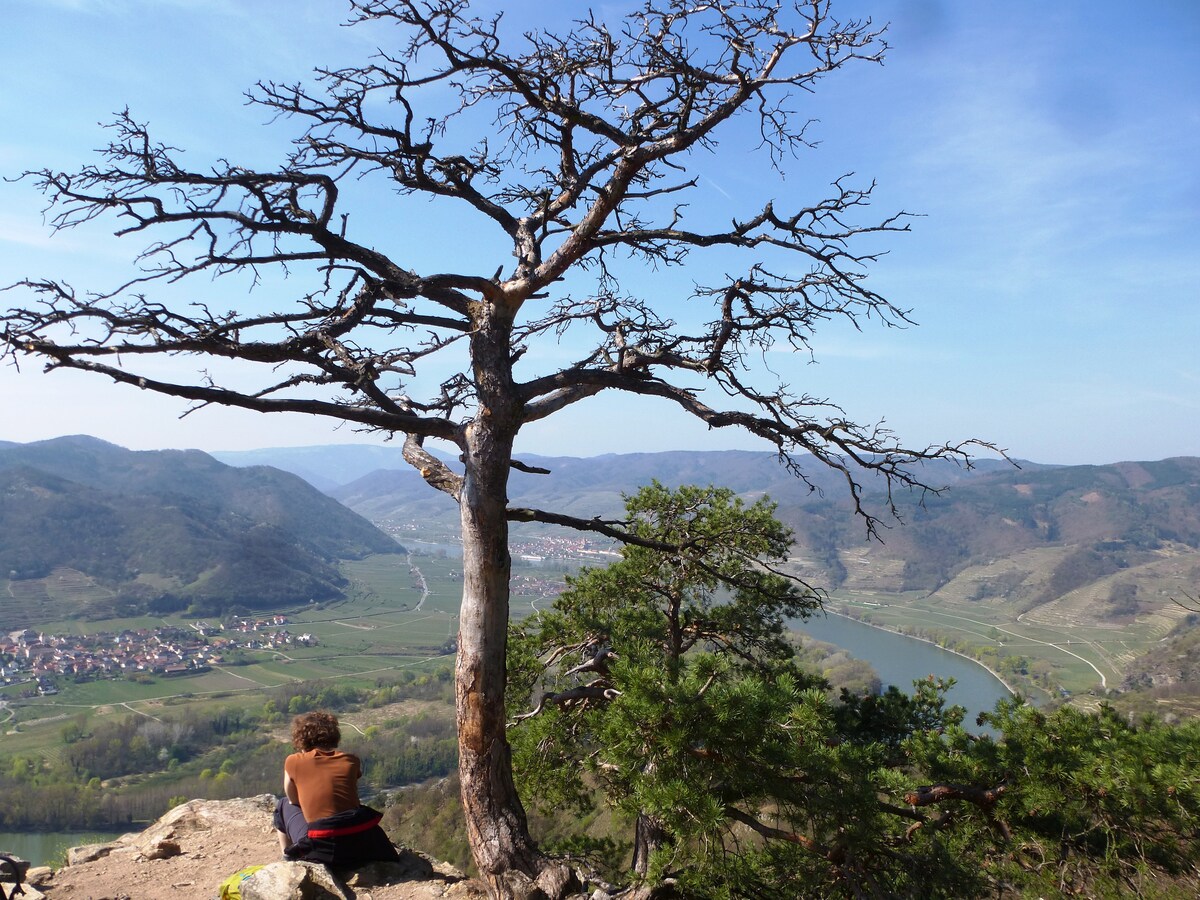 A solitary, leafless tree stands prominently on a rocky outcrop, overlooking a winding river with lush green surroundings. Rolling hills and a small village can be seen in the distance, under a clear blue sky.