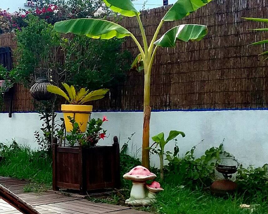 Bananeiras e plantas de jardim