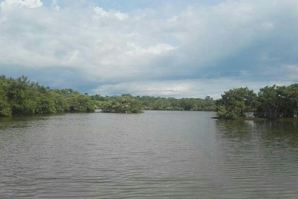 Manglar cercano ala Quinta Catlleya ubicado en Bajamar
