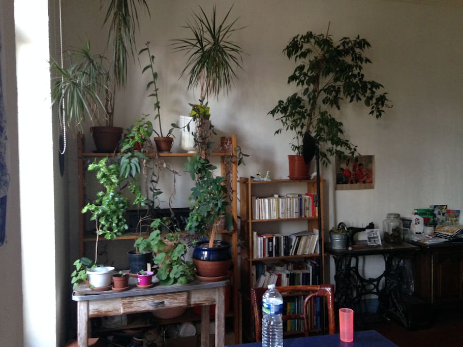 salon, espace lecture orné de plantes