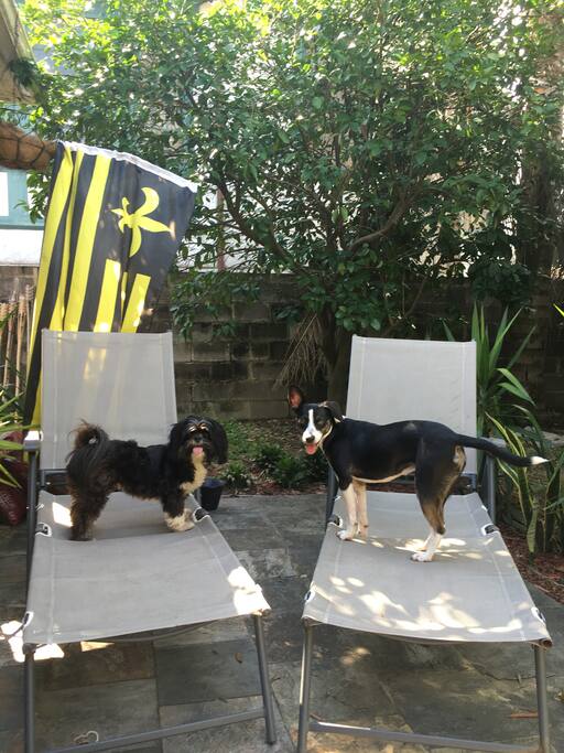 Jeaux-Jeaux (shih tzu) and Bailey (Beagle/Terrier)