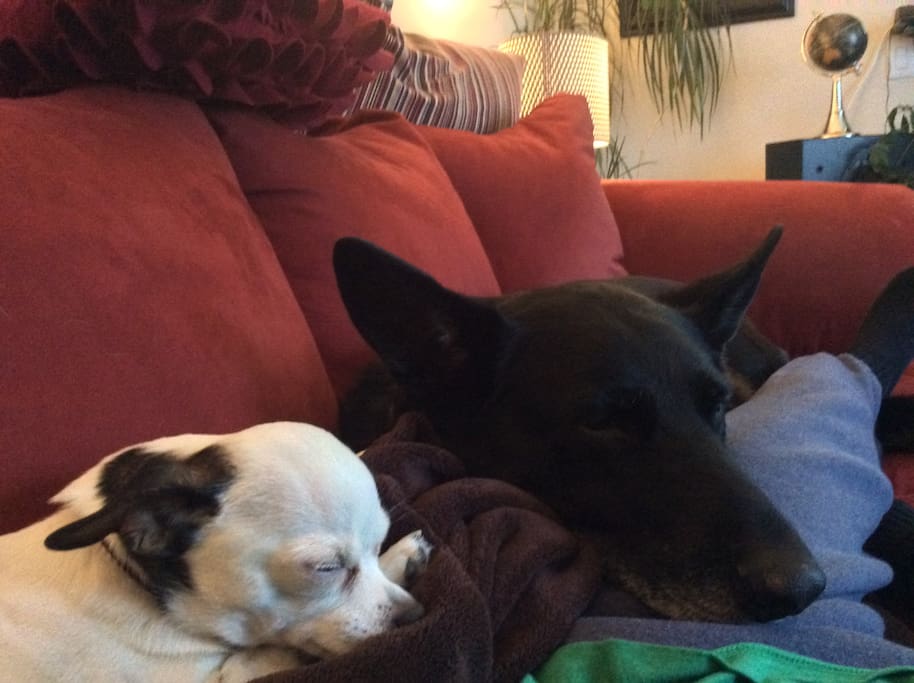 Daisy and Cheba. :)