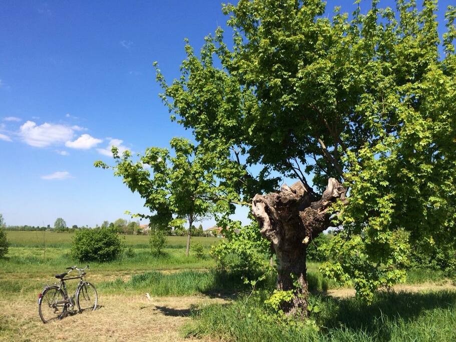 Orchard area