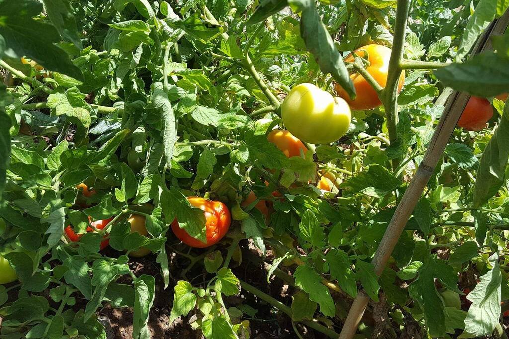 fresh vegee from garden
