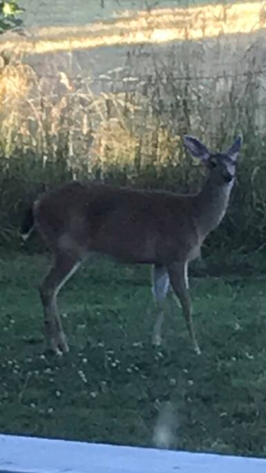 Frequent visitor to the Apple Trees off the back porch