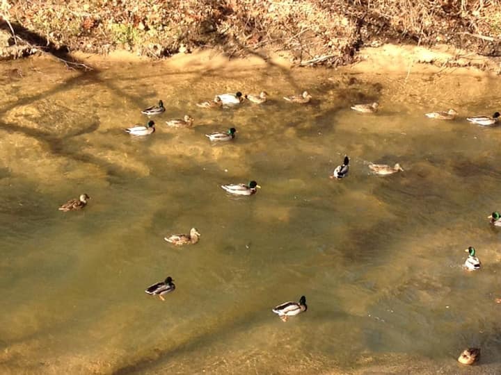 Top 10 Cabin Rentals Near Blacksburg, Virginia Updated 2024 Trip101