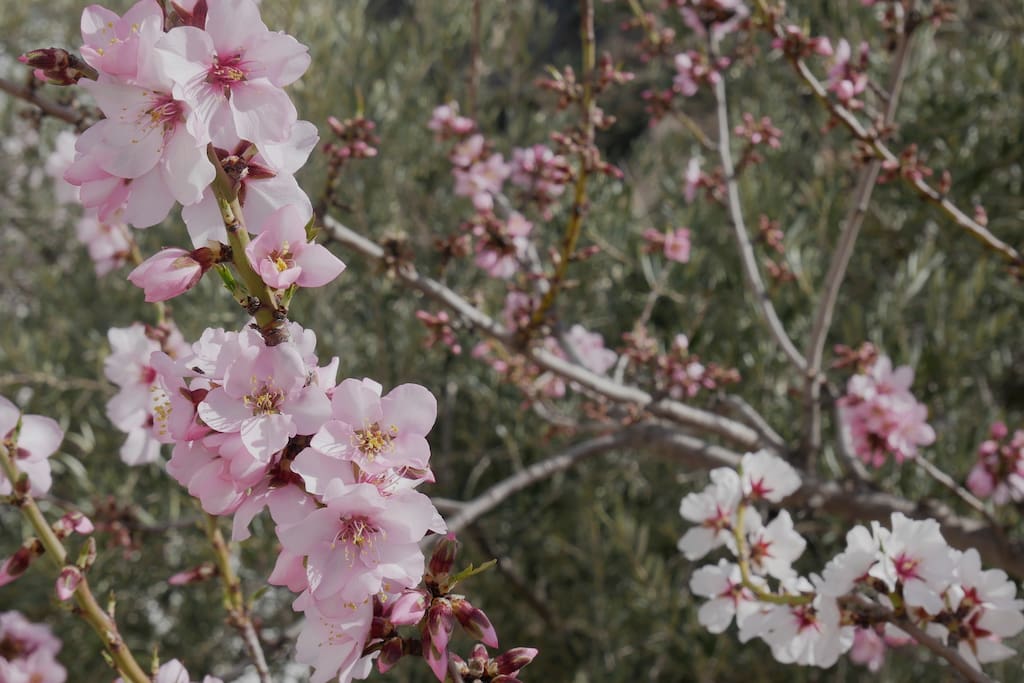 Yator in Bloom