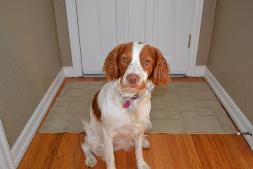 Our 1 year old puppy Bella will be happy to meet you
