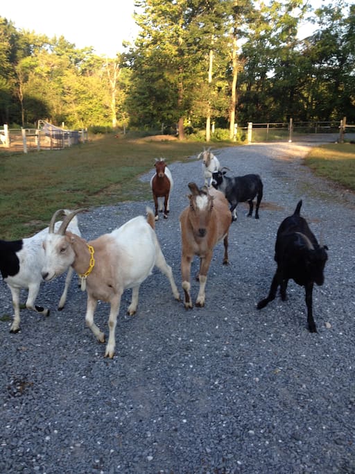 Our welcoming committee.