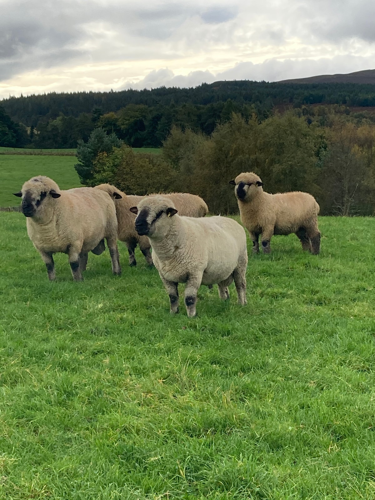 Several sheep are seen grazing in a lush green field, surrounded by trees and rolling hills in the distance. The sheep have thick coats and vary in size, contributing to a serene rural scenery.