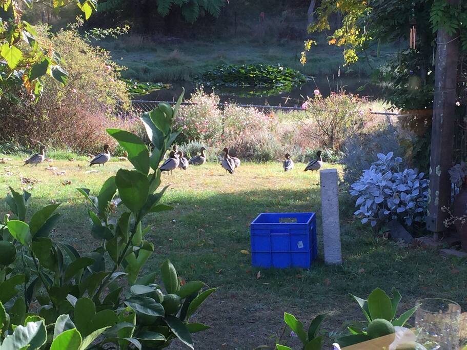Ducks in the morning
