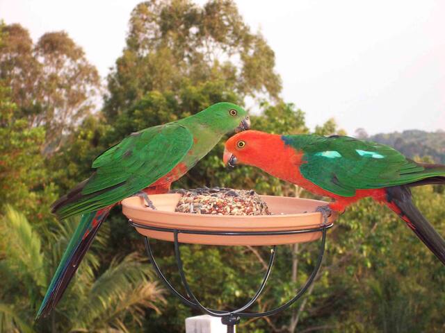 The Falls Montville Superb Queenslander Manor gallery image 2