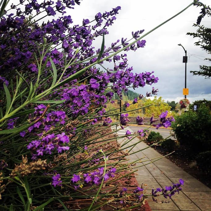 McLoughlin historic Promenade, 1.2ml away-a must see!