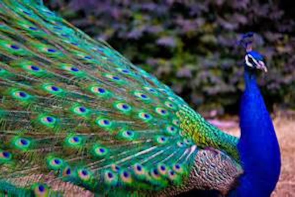 peacocks are your enjoyment