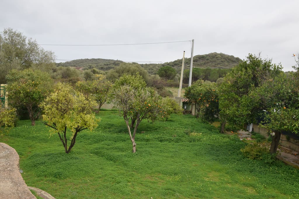 Giardino