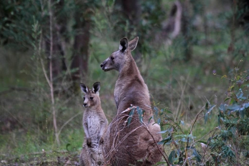 Mother and Joey on our Reserve