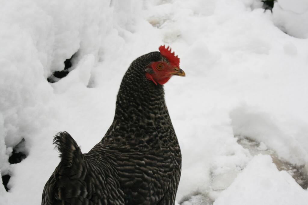 L'année ou les poules découvrent la neige. Est-ce définitif ce blanc ?