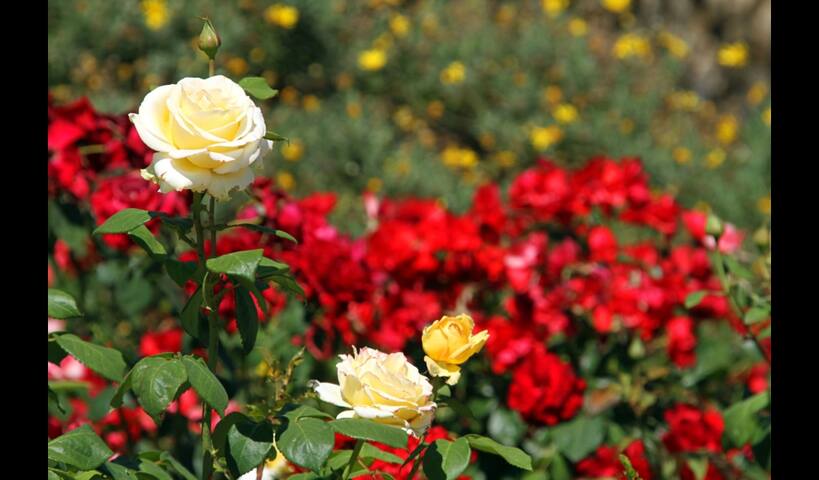 Privacy, silence and Mediterranean charm!