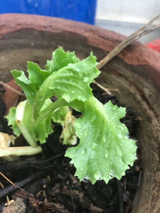Lettuce from our garden, you could get some if you are lucky on the right day here.