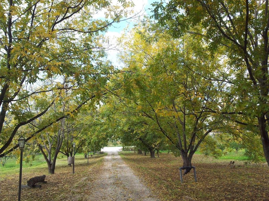 viale delle Noci Pecan
