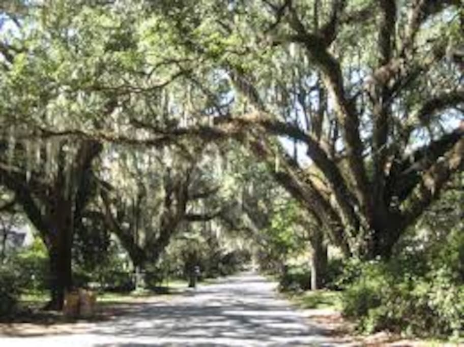 Oak draped walkways...